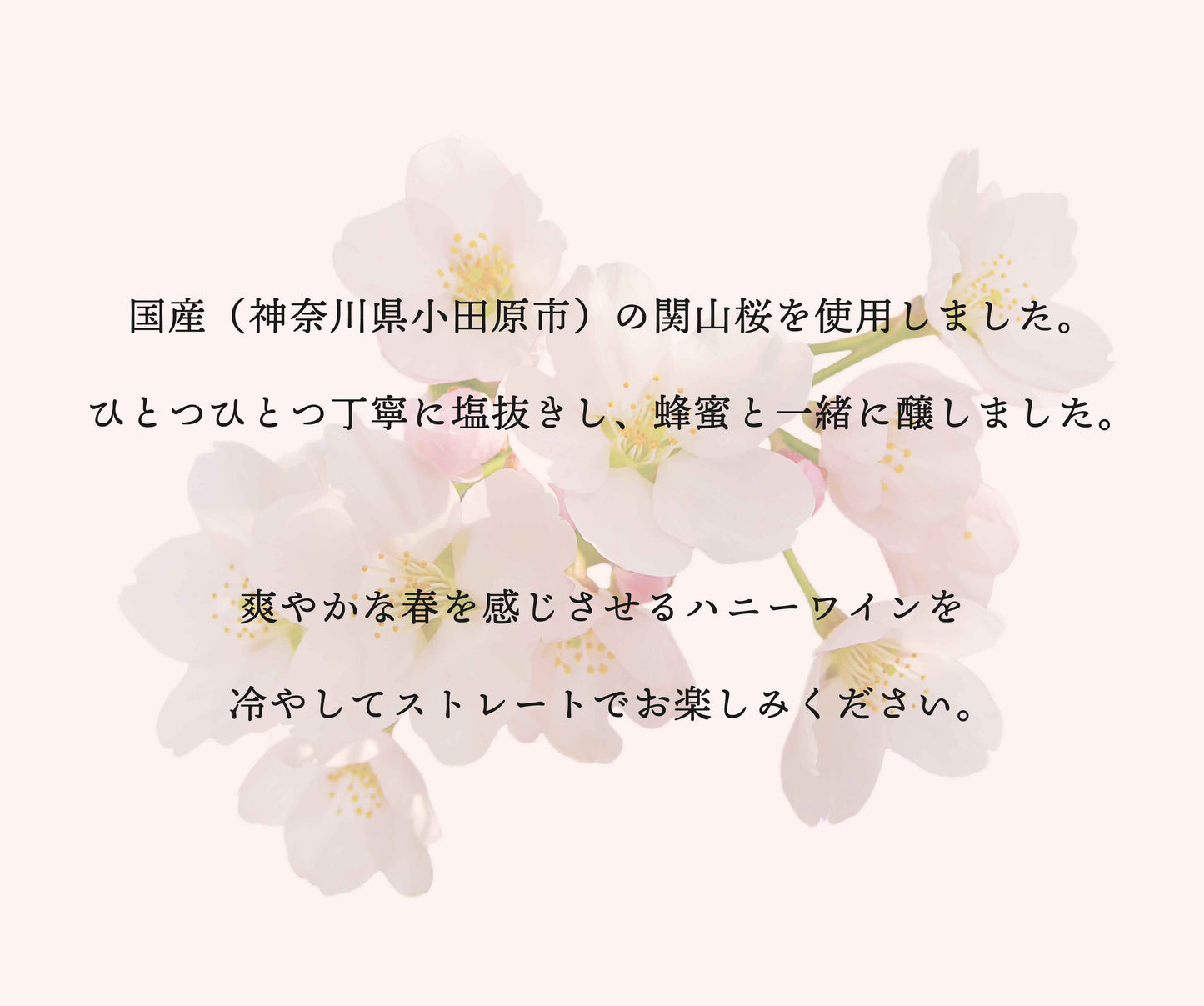 数量限定 meadol -桜-