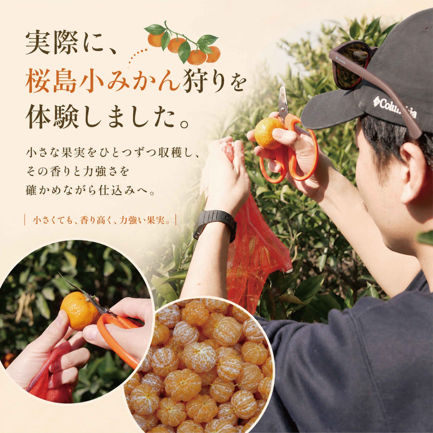 期間限定 meadol 桜島小みかんのハニーワイン