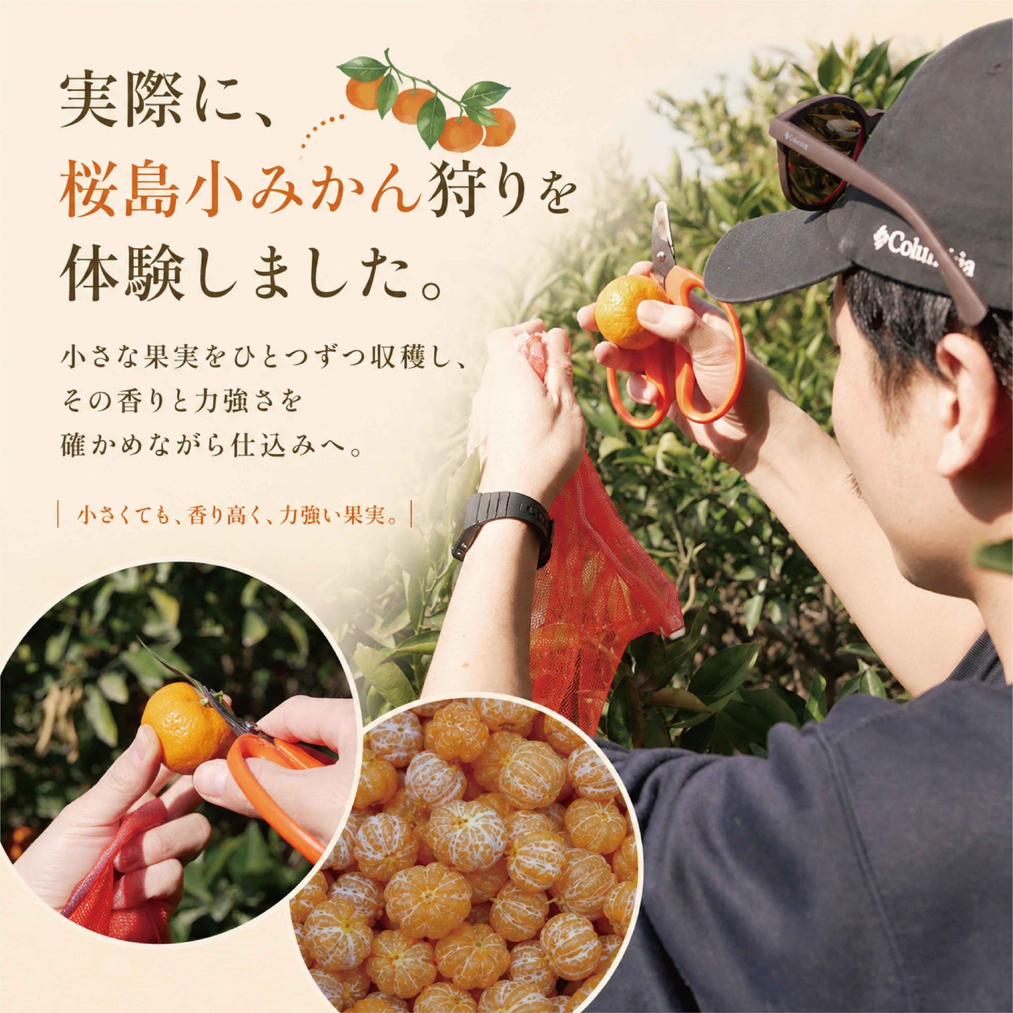 数量限定 meadol 桜島小みかんのハニーワイン